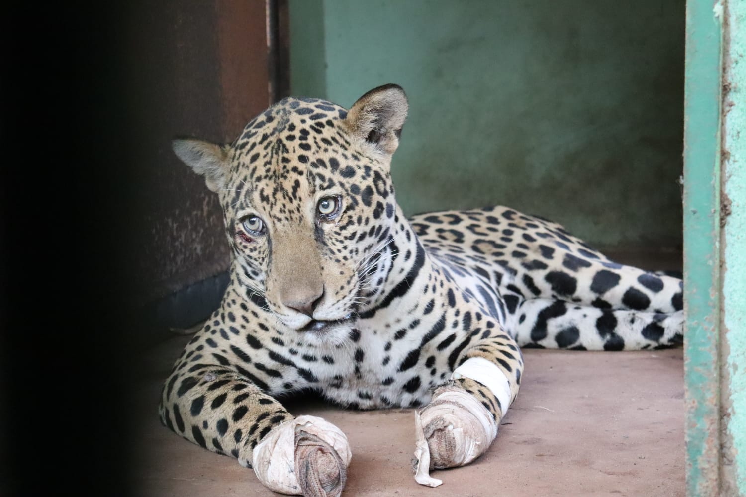 Após resgate no Pantanal, onça pintada se alimenta e está em recuperação no CRAS