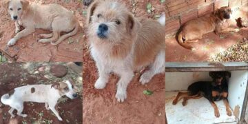 Morte de tutora mobiliza vizinhos a encontrarem novo lar para cães em Campo Grande