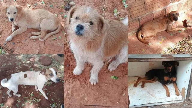 Morte de tutora mobiliza vizinhos a encontrarem novo lar para cães em Campo Grande