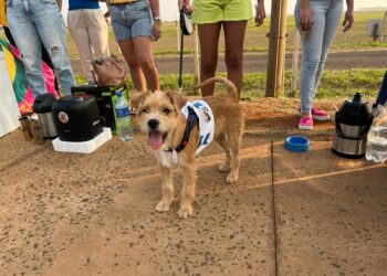 Doguinho Joca leva “aupoio” a Adriane Lopes e prefeita relembra ações para proteção animal 