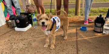 Doguinho Joca leva “aupoio” a Adriane Lopes e prefeita relembra ações para proteção animal 