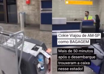 Cachorrinha é entregue ensanguentada após voo e tutora acusa Latam de maus-tratos