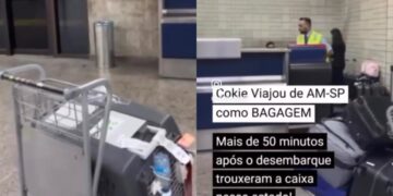 Cachorrinha é entregue ensanguentada após voo e tutora acusa Latam de maus-tratos