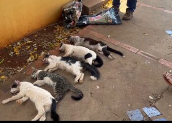 Imagens fortes: gatos são envenenados e caso geral revolta no São Francisco