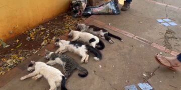 Imagens fortes: gatos são envenenados e caso geral revolta no São Francisco