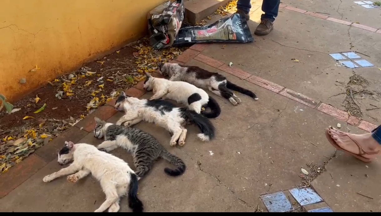 Imagens fortes: gatos são envenenados e caso geral revolta no São Francisco