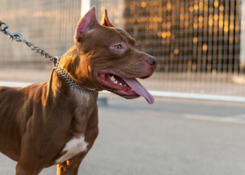 Pitbull escapa de residência e ataca duas crianças no São Conrado