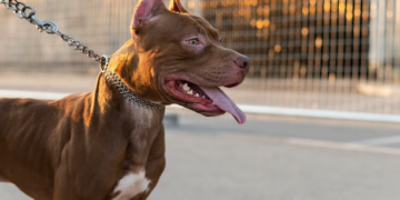 Pitbull escapa de residência e ataca duas crianças no São Conrado