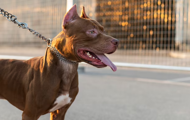 Pitbull escapa de residência e ataca duas crianças no São Conrado