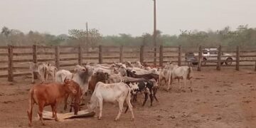 Polícia Civil recupera R0 mil em gado roubado em Campo Grande