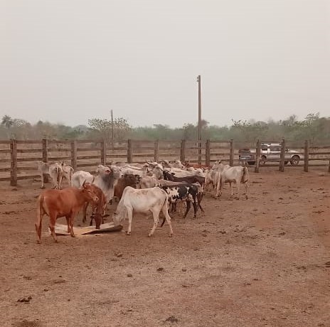 Polícia Civil recupera R0 mil em gado roubado em Campo Grande