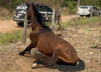 DECAT prende mulher por maus-tratos a animais e resgata cavalos em situação crítica