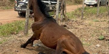 DECAT prende mulher por maus-tratos a animais e resgata cavalos em situação crítica