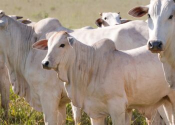 Mato Grosso do Sul registra crescimento na pecuária com programa Novilho Prcoce MS