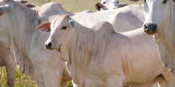Mato Grosso do Sul registra crescimento na pecuária com programa Novilho Prcoce MS
