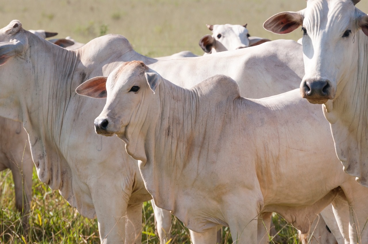 Mato Grosso do Sul registra crescimento na pecuária com programa Novilho Prcoce MS