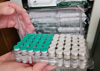 Dogs de protetoras e ONGs receberão vacina V11 da Prefeitura; Capital é a 1ª do país a oferecer serviço