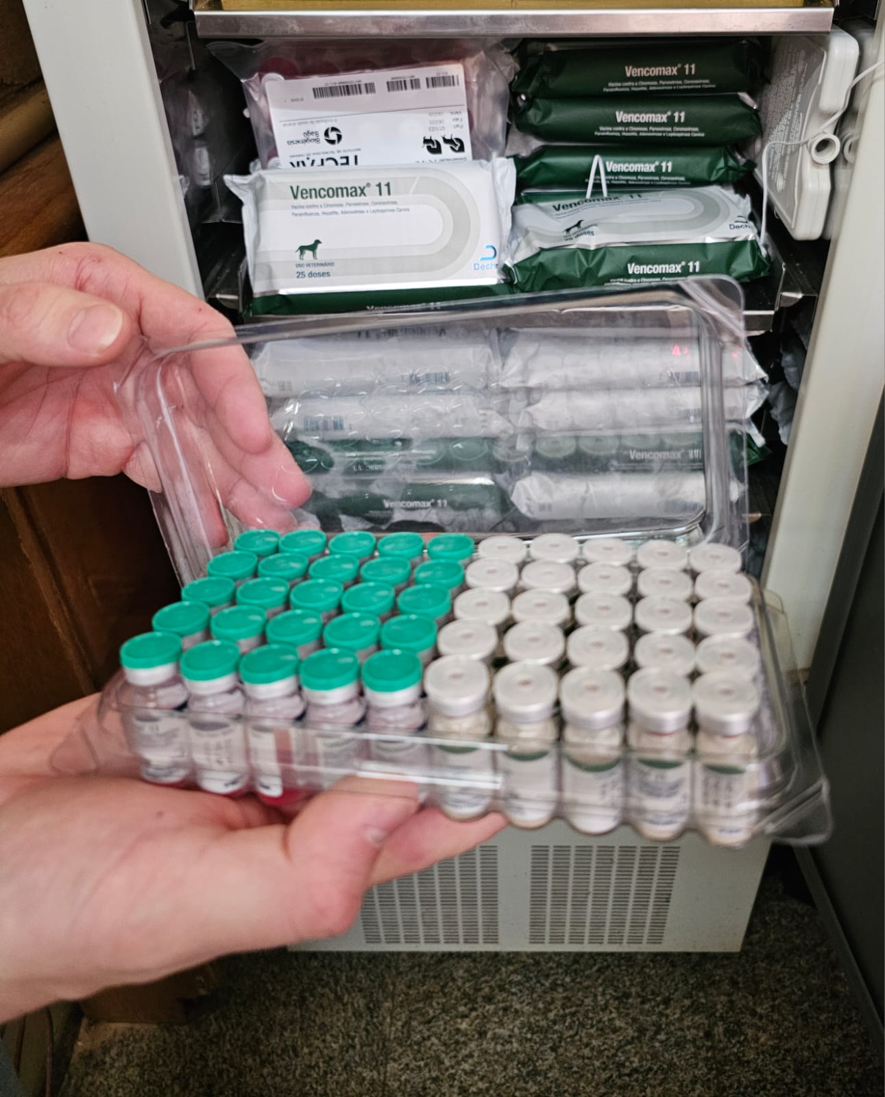 Dogs de protetoras e ONGs receberão vacina V11 da Prefeitura; Capital é a 1ª do país a oferecer serviço