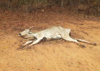Fazenda em Rio Negro é multada em R$ 1 milhão por maus-tratos a bovinos durante fiscalização da PMA