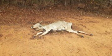 Fazenda em Rio Negro é multada em R$ 1 milhão por maus-tratos a bovinos durante fiscalização da PMA