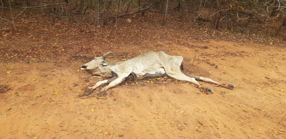 Fazenda em Rio Negro é multada em R$ 1 milhão por maus-tratos a bovinos durante fiscalização da PMA