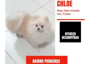 Vídeo: rapazes roubam cachorrinha no Pioneiros e família pede que devolvam 