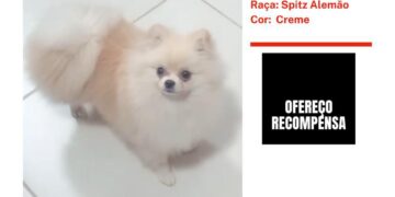 Vídeo: rapazes roubam cachorrinha no Pioneiros e família pede que devolvam 