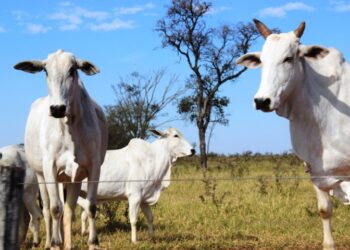 Atualização de rebanhos em Mato Grosso do Sul: Campanha de novembro é obrigatória para produtores rurais