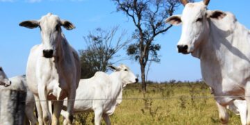 Atualização de rebanhos em Mato Grosso do Sul: Campanha de novembro é obrigatória para produtores rurais
