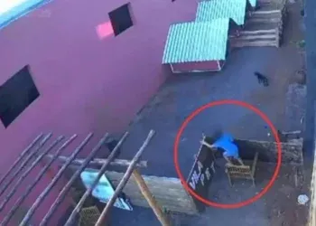 Criança de 9 anos confessa que morte de 23 animais não foi seu primeiro ato de crueldade