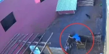 Criança de 9 anos confessa que morte de 23 animais não foi seu primeiro ato de crueldade