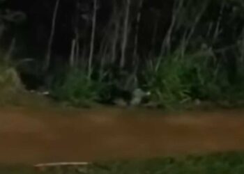 Jacaré é flagrado descansando tranquilamente às margens de avenida em Campo Grande