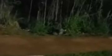 Jacaré é flagrado descansando tranquilamente às margens de avenida em Campo Grande