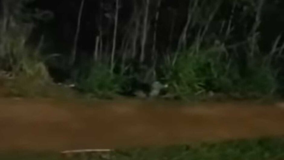 Jacaré é flagrado descansando tranquilamente às margens de avenida em Campo Grande