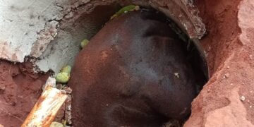 Atraído por mangas, cavalo cai em fossa e morre no Jardim Centenário 