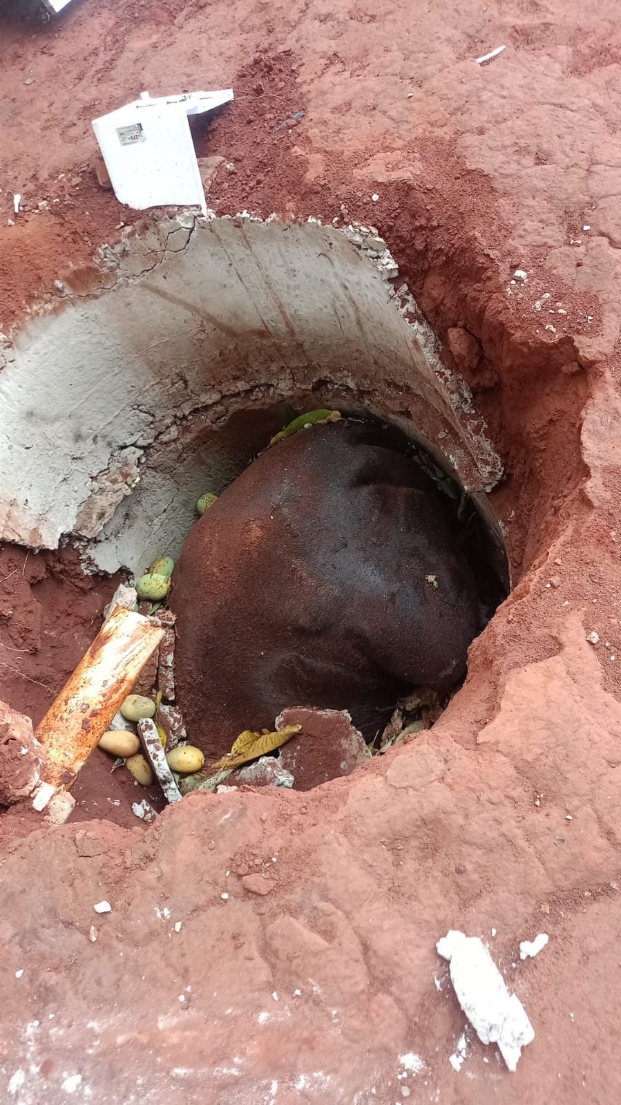 Atraído por mangas, cavalo cai em fossa e morre no Jardim Centenário 