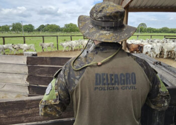 Polícia recupera 126 cabeças de gado furtadas avaliadas em aproximadamente R$ 400 mil em MS