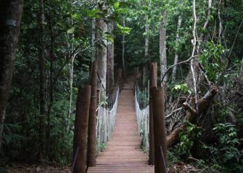 Descubra as belezas naturais de Campo Grande no Parque Estadual Matas do Segredo