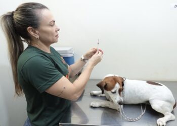 Cães e gatos terão “Dia D” de vacinação na Capital; veja como vacinar seus pets