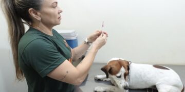 Cães e gatos terão “Dia D” de vacinação na Capital; veja como vacinar seus pets