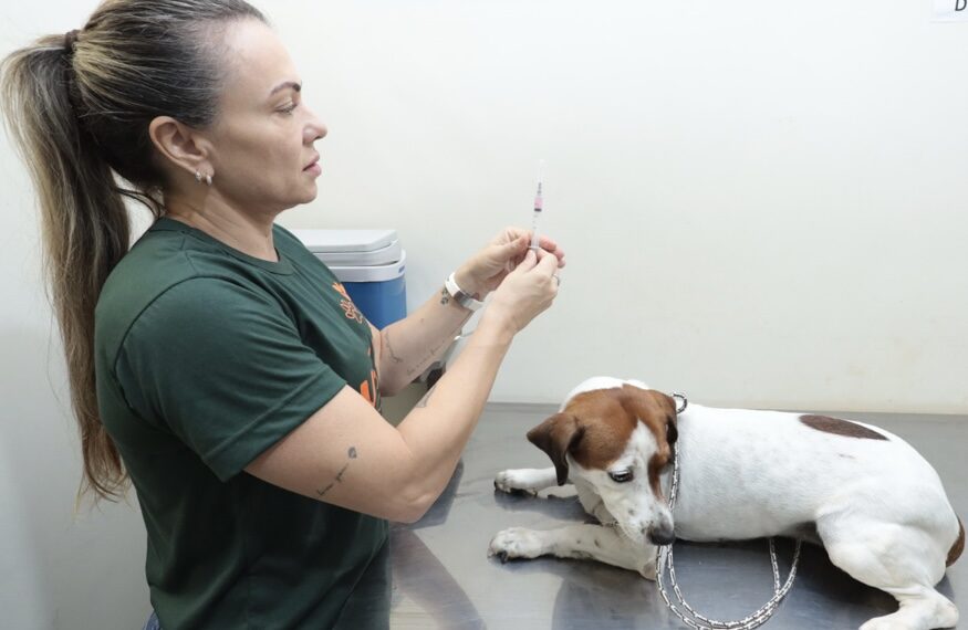 Cães e gatos terão “Dia D” de vacinação na Capital; veja como vacinar seus pets