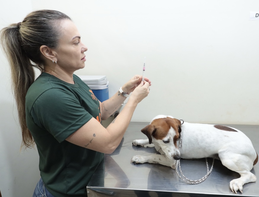 Cães e gatos terão “Dia D” de vacinação na Capital; veja como vacinar seus pets