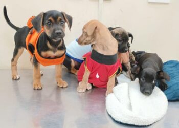 Última ação de adoção de cães e gatos de 2024 acontece neste domingo na feira da Bolívia