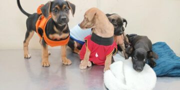 Última ação de adoção de cães e gatos de 2024 acontece neste domingo na feira da Bolívia