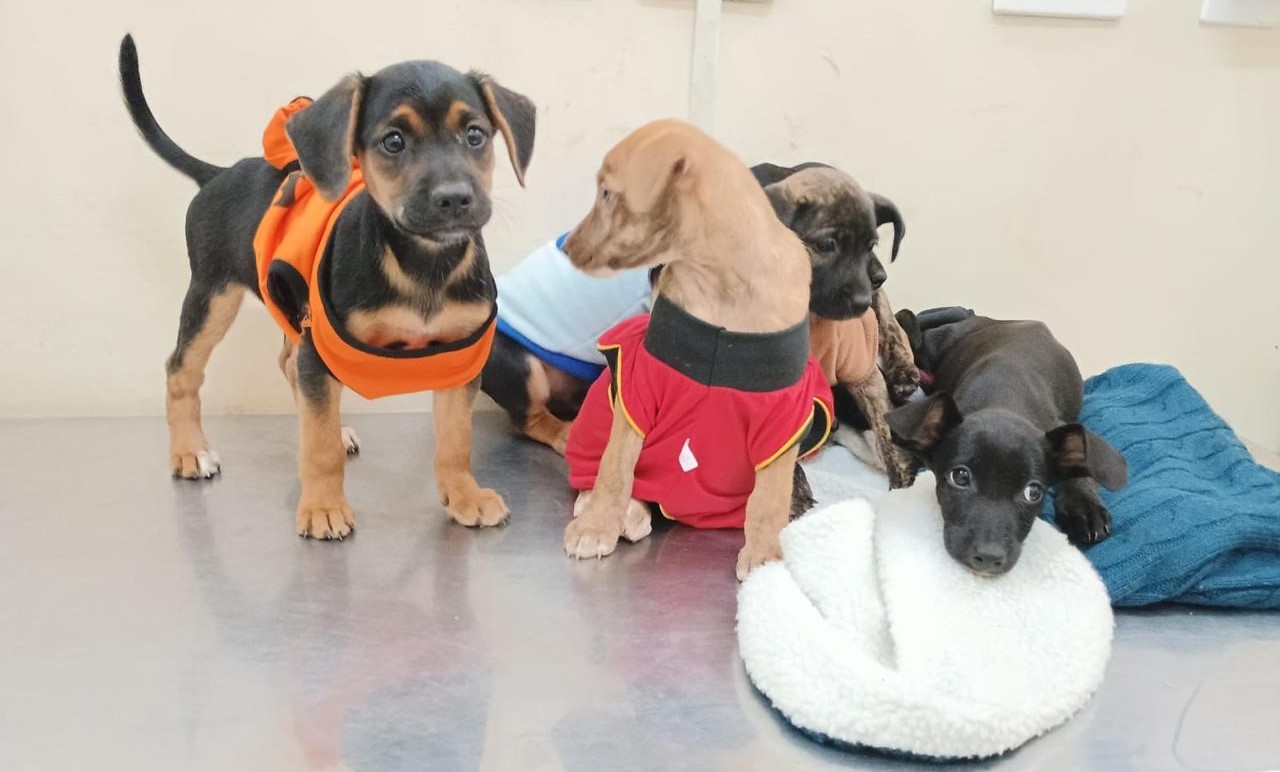 Última ação de adoção de cães e gatos de 2024 acontece neste domingo na feira da Bolívia