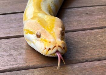 Píton albina resgatada de circo ganha novo lar no Bioparque Pantanal e público poderá escolher seu nome