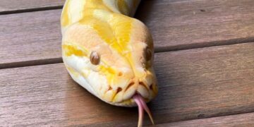 Píton albina resgatada de circo ganha novo lar no Bioparque Pantanal e público poderá escolher seu nome