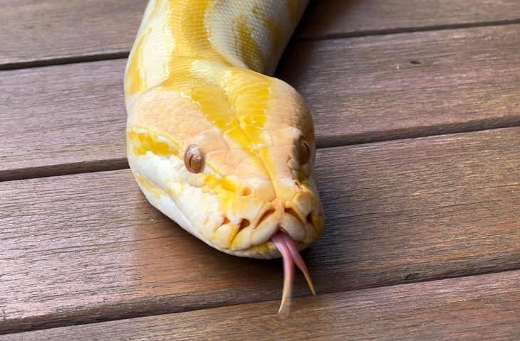 Píton albina resgatada de circo ganha novo lar no Bioparque Pantanal e público poderá escolher seu nome
