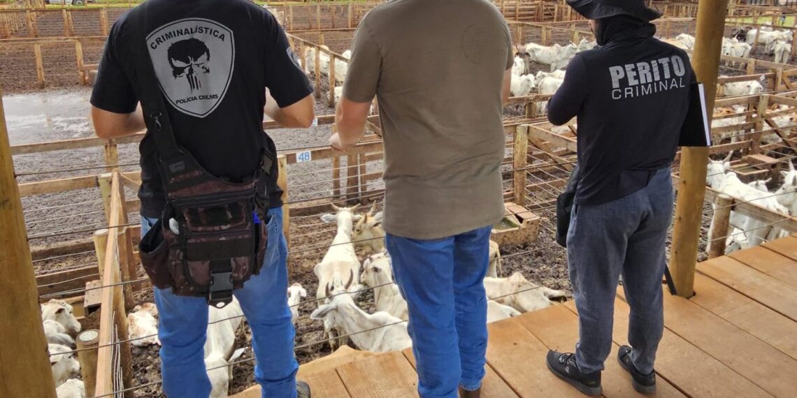 Polícia Civil recupera gado furtado avaliado em R$ 400.000 em MS