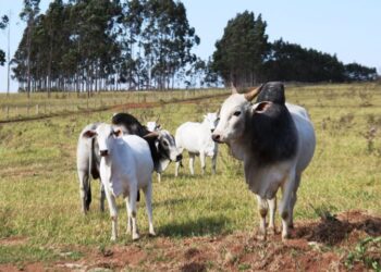 Campanha de atualização dos rebanhos no MS termina em 30 de Novembro